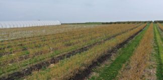 Wsparcie borówek po przymrozkach. Produkty, które można zastosować do regeneracji i stymulacji po przymrozkach w borówkach