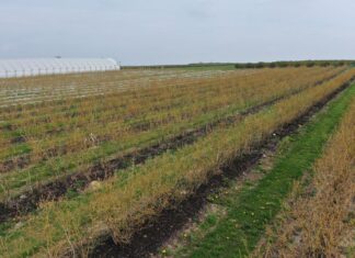 Wsparcie borówek po przymrozkach. Produkty, które można zastosować do regeneracji i stymulacji po przymrozkach w borówkach