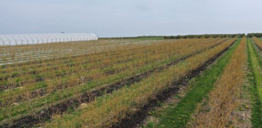 Wsparcie borówek po przymrozkach. Produkty, które można zastosować do regeneracji i stymulacji po przymrozkach w borówkach