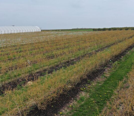 Wsparcie borówek po przymrozkach. Produkty, które można zastosować do regeneracji i stymulacji po przymrozkach w borówkach