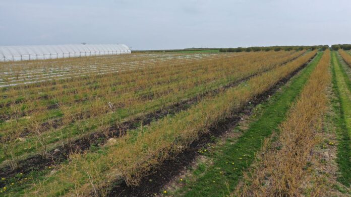 po przymrozkach w borówkach