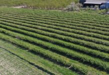 Przymrozki mogą zaważyć na sezonie czarnej porzeczki czarna porzeczka, przymrozki