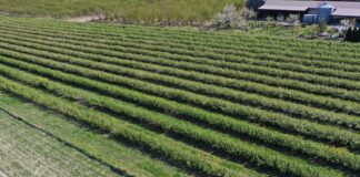 Przymrozki mogą zaważyć na sezonie czarnej porzeczki czarna porzeczka, przymrozki