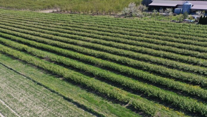 czarna porzeczka, przymrozki