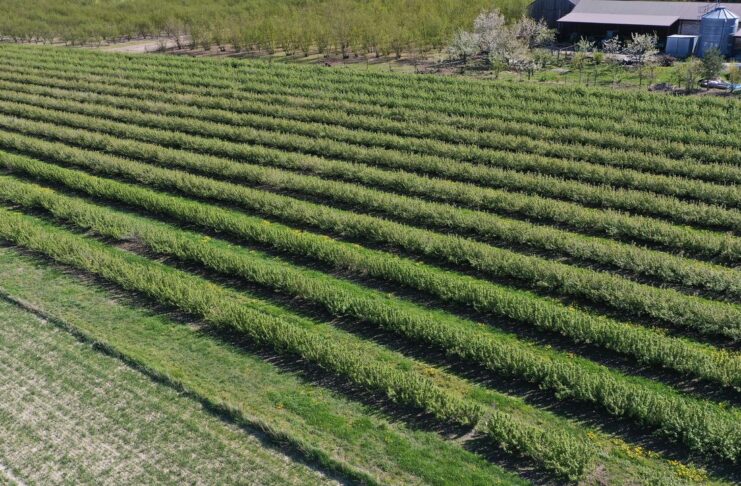 Przymrozki mogą zaważyć na sezonie czarnej porzeczki czarna porzeczka, przymrozki