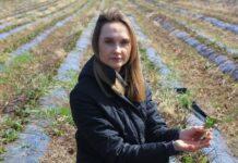 Kiedy wystartować z biostymulacją na plantacjach truskawek gdy są przemarznięcia?