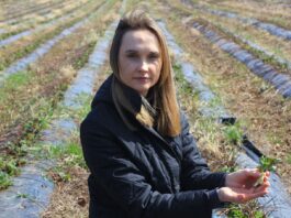 Kiedy wystartować z biostymulacją na plantacjach truskawek gdy są przemarznięcia?