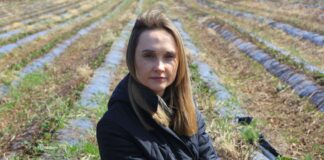 Kiedy wystartować z biostymulacją na plantacjach truskawek gdy są przemarznięcia?