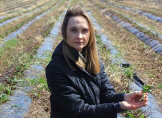 Kiedy wystartować z biostymulacją na plantacjach truskawek gdy są przemarznięcia?