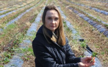 Kiedy wystartować z biostymulacją na plantacjach truskawek gdy są przemarznięcia?