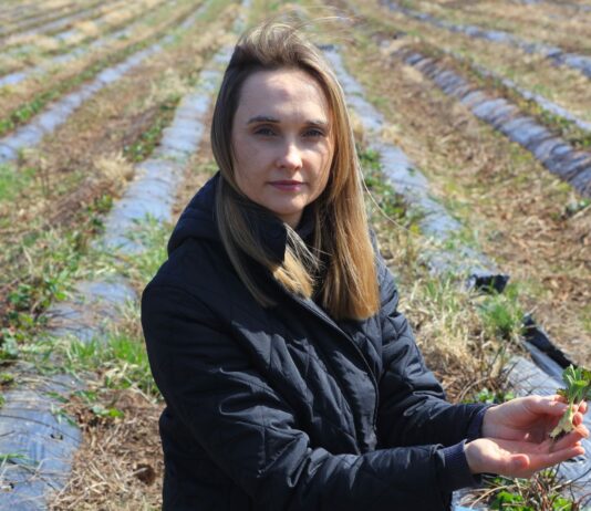 Kiedy wystartować z biostymulacją na plantacjach truskawek gdy są przemarznięcia?