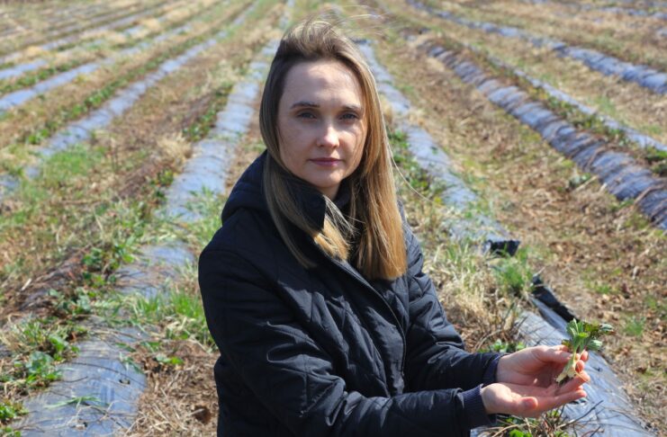 Kiedy wystartować z biostymulacją na plantacjach truskawek gdy są przemarznięcia?