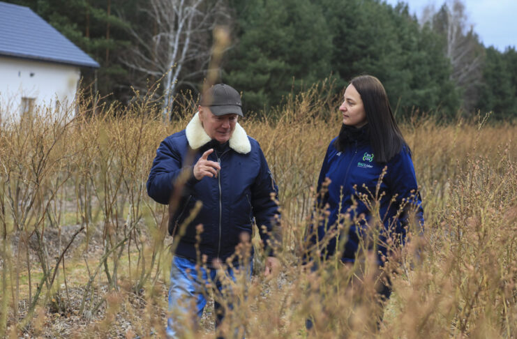 Ochrona borówki przed przymrozkami. Mirosław Garliński zdradza tajemnice corocznego plonowania