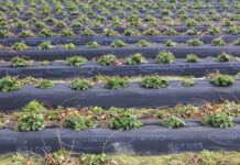 Efektywne nawożenie truskawek w okresie chłodów. Mikrobologia wkracza do projektu Truskawkowe Inspiracje