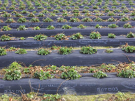 Efektywne nawożenie truskawek w okresie chłodów. Mikrobologia wkracza do projektu Truskawkowe Inspiracje