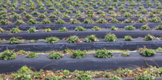 Efektywne nawożenie truskawek w okresie chłodów. Mikrobologia wkracza do projektu Truskawkowe Inspiracje