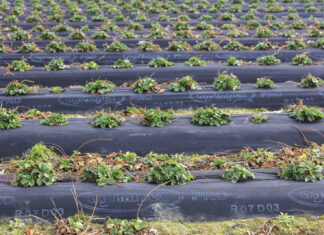 Efektywne nawożenie truskawek w okresie chłodów. Mikrobologia wkracza do projektu Truskawkowe Inspiracje