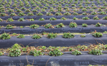 Efektywne nawożenie truskawek w okresie chłodów. Mikrobologia wkracza do projektu Truskawkowe Inspiracje