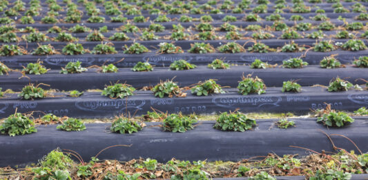 Efektywne nawożenie truskawek w okresie chłodów. Mikrobologia wkracza do projektu Truskawkowe Inspiracje