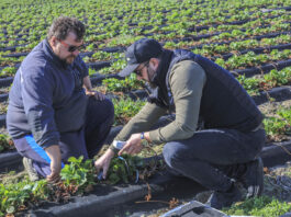 Technologia „BIO” w uprawie truskawek. Jak poprawić już teraz kondycję plantacji i zwiększyć plon?