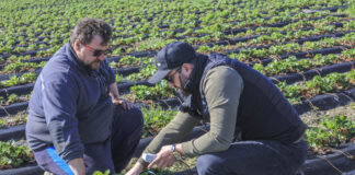 Technologia „BIO” w uprawie truskawek. Jak poprawić już teraz kondycję plantacji i zwiększyć plon?