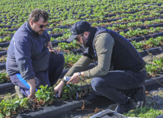 Technologia „BIO” w uprawie truskawek. Jak poprawić już teraz kondycję plantacji i zwiększyć plon?