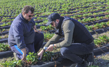 Technologia „BIO” w uprawie truskawek. Jak poprawić już teraz kondycję plantacji i zwiększyć plon?