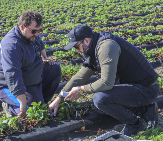 Technologia „BIO” w uprawie truskawek. Jak poprawić już teraz kondycję plantacji i zwiększyć plon?