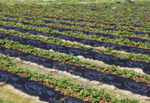 Jak zabezpieczyć truskawki przed przymrozkami, gdy brakuje agrowłókniny?