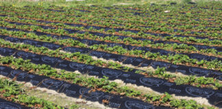 Jak zabezpieczyć truskawki przed przymrozkami, gdy brakuje agrowłókniny?