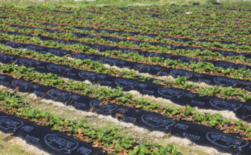 Jak zabezpieczyć truskawki przed przymrozkami, gdy brakuje agrowłókniny?