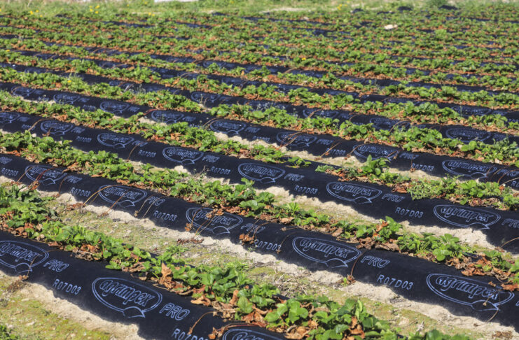 Jak zabezpieczyć truskawki przed przymrozkami, gdy brakuje agrowłókniny?