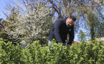 Porzeczka czarna – nawożenie i ochrona w kluczowej fazie