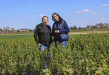 Absolutnie konieczne zabiegi w trackie kwitnienia porzeczek 2026