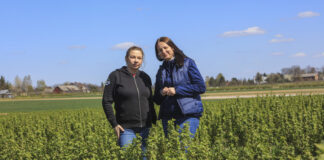Absolutnie konieczne zabiegi w trackie kwitnienia porzeczek 2026