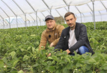 Patent na wyrównane truskawki od początku do końca zbiorów na przykładzie odmiany Flair