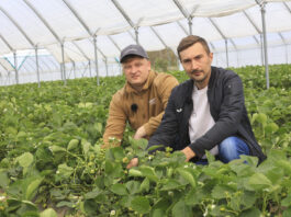 Patent na wyrównane truskawki od początku do końca zbiorów na przykładzie odmiany Flair
