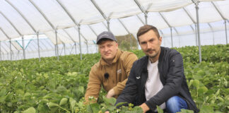 Patent na wyrównane truskawki od początku do końca zbiorów na przykładzie odmiany Flair