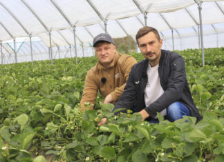 Patent na wyrównane truskawki od początku do końca zbiorów na przykładzie odmiany Flair