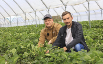 Patent na wyrównane truskawki od początku do końca zbiorów na przykładzie odmiany Flair