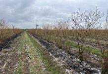 Odbudowa gleby pod borówki w technologii węglowej Borówkowe Factory, carbohort, carbomat, bluecrop