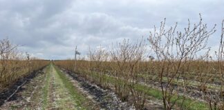 Odbudowa gleby pod borówki w technologii węglowej Borówkowe Factory, carbohort, carbomat, bluecrop