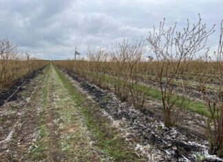 Odbudowa gleby pod borówki w technologii węglowej Borówkowe Factory, carbohort, carbomat, bluecrop