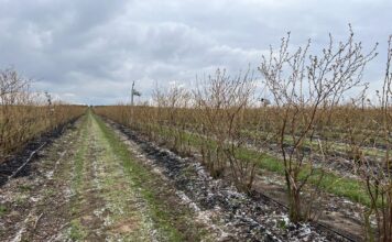 Odbudowa gleby pod borówki w technologii węglowej Borówkowe Factory, carbohort, carbomat, bluecrop
