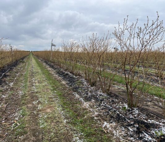 Odbudowa gleby pod borówki w technologii węglowej Borówkowe Factory, carbohort, carbomat, bluecrop