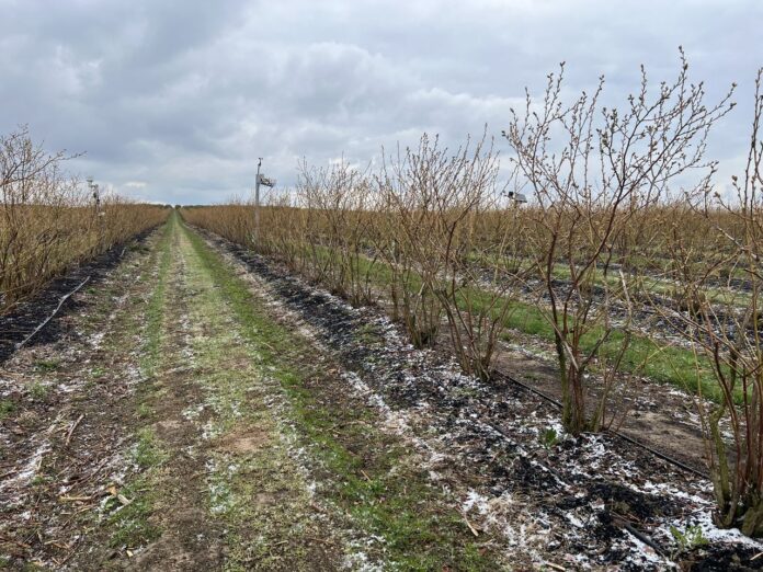 Borówkowe Factory, carbohort, carbomat, bluecrop