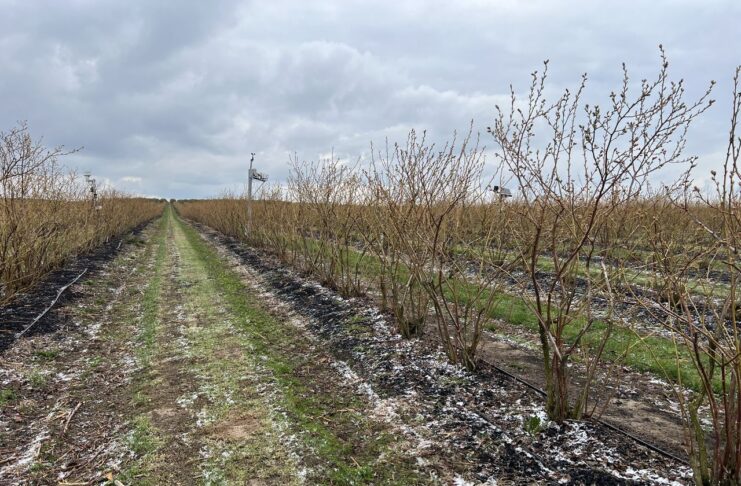 Odbudowa gleby pod borówki w technologii węglowej Borówkowe Factory, carbohort, carbomat, bluecrop