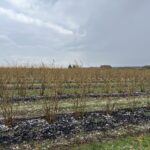 Ważne decyzje na plantacji borówek. Planujemy zabiegi regeneracyjne