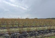 Ważne decyzje na plantacji borówek. Planujemy zabiegi regeneracyjne