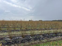 Ważne decyzje na plantacji borówek. Planujemy zabiegi regeneracyjne